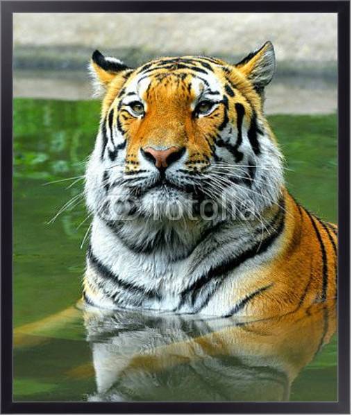 Постер Купание тигра с типом исполнения На холсте в раме в багетной раме 221-01