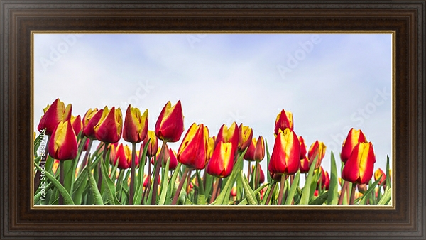 Постер Панорама с желто-красными тюльпанами с типом исполнения На холсте в раме в багетной раме 1.023.151