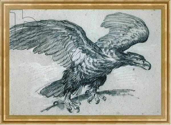 Постер An Eagle, 1811 с типом исполнения На холсте в раме в багетной раме NA033.1.051