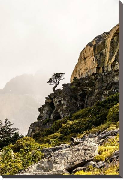 Постер Сосна на крутом обрыве, национальный парк Торрес-дель-Пейн, Чили с типом исполнения На холсте без рамы
