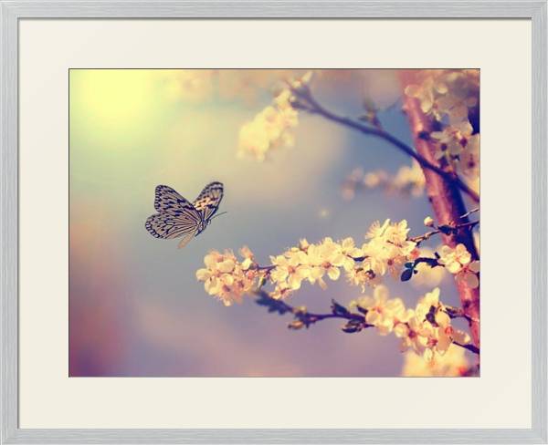 Постер бабочка, садящаяся на цветущую вишню с типом исполнения Под стеклом в багетной раме 1727.2310