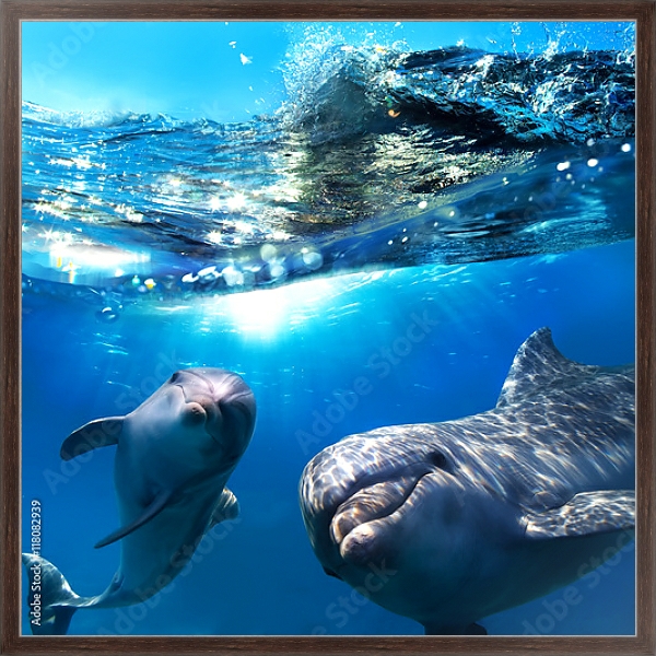Постер Два дельфина под водой с типом исполнения На холсте в раме в багетной раме 221-02
