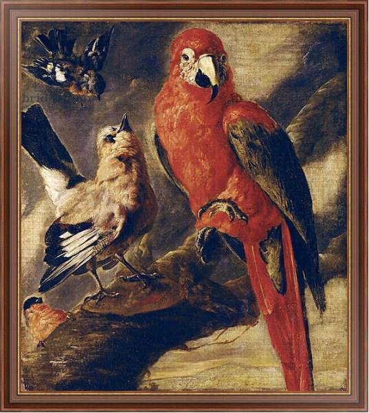 Постер Macaw and Bullfinch с типом исполнения На холсте в раме в багетной раме 35-M719P-83