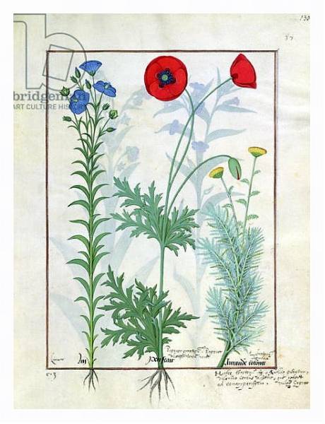 Постер Ms Fr. Fv VI #1 fol.130r Linum, Garden poppies and Abrotanum c.1470 с типом исполнения На холсте в раме в багетной раме 221-03