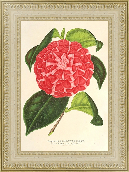 Постер Camellia Cariotta Peloso с типом исполнения Акварель в раме в багетной раме 484.M48.725