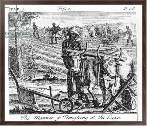 Постер The Manner of Ploughing at the Cape, an illustration 1731 с типом исполнения На холсте в раме в багетной раме 221-02
