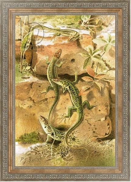Постер Wall lizards с типом исполнения На холсте в раме в багетной раме 484.M48.310