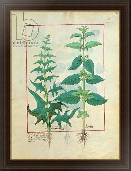 Постер Ms Fr. Fv VI #1 fol.156r Urticaceae Illustration from the 'Book of Simple Medicines' с типом исполнения На холсте в раме в багетной раме 1.023.151