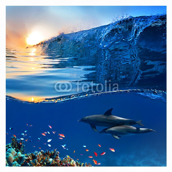 Постер Два дельфина у кораллового рифа с типом исполнения На холсте в раме в багетной раме 221-03