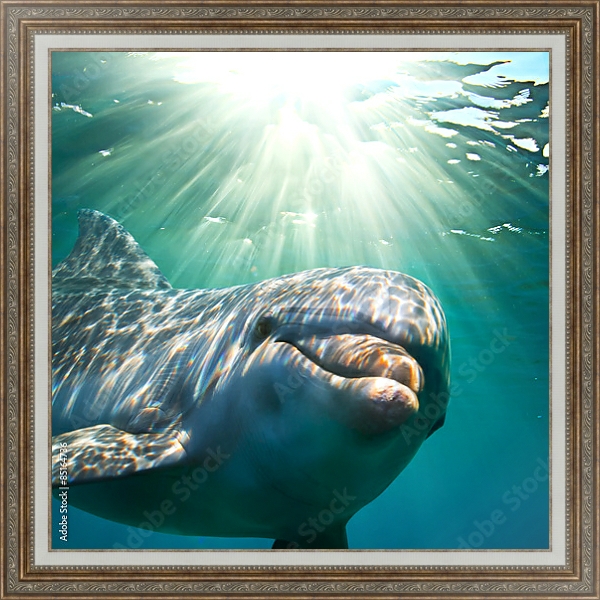 Постер Дельфин под водой с солнечными лучами с типом исполнения На холсте в раме в багетной раме 595.M52.330