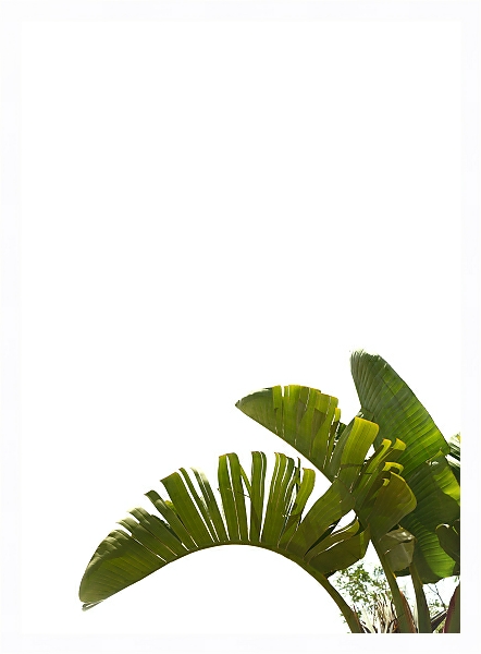 Постер Три пальмовых листа с типом исполнения На холсте в раме в багетной раме 221-03