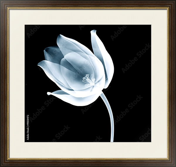 Постер Рентгеновское изображение тюльпана на черном с типом исполнения Под стеклом в багетной раме 1.023.036
