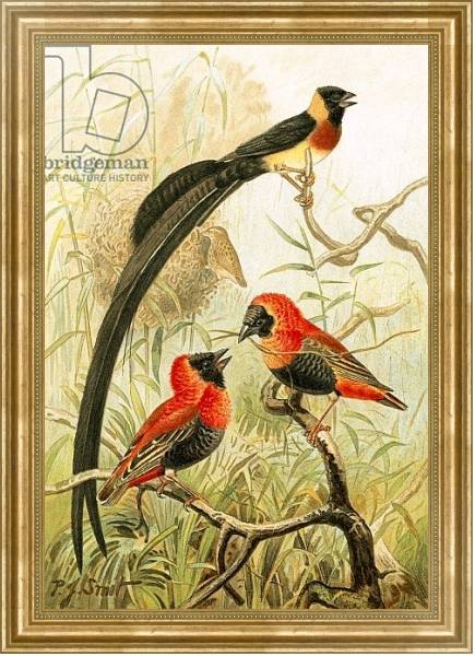 Постер Weaver Birds с типом исполнения На холсте в раме в багетной раме NA033.1.051