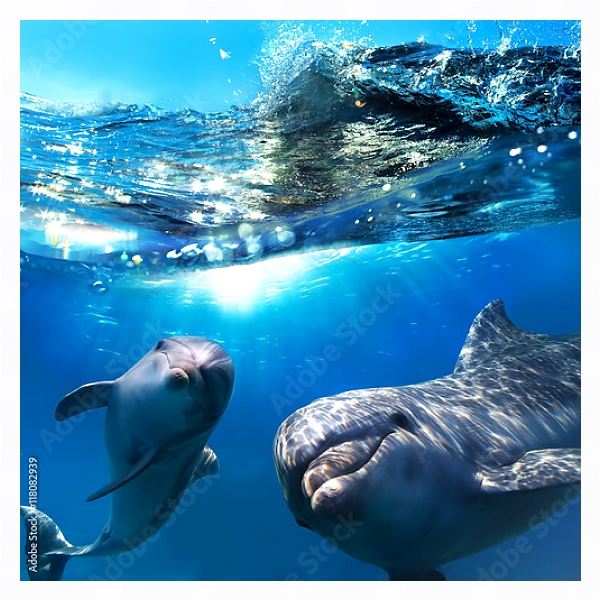 Постер Два дельфина под водой с типом исполнения На холсте в раме в багетной раме 221-03