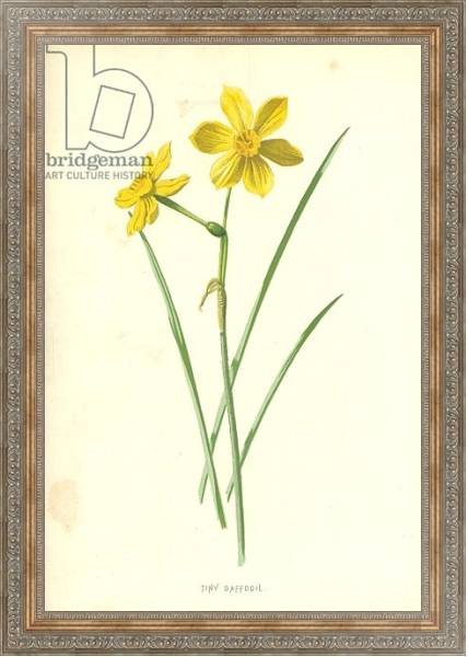 Постер Tiny Daffodil с типом исполнения На холсте в раме в багетной раме 484.M48.310