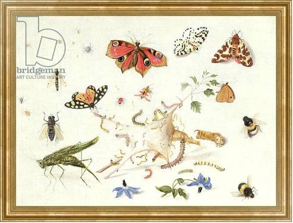 Постер Study of Insects and Flowers с типом исполнения На холсте в раме в багетной раме NA033.1.051