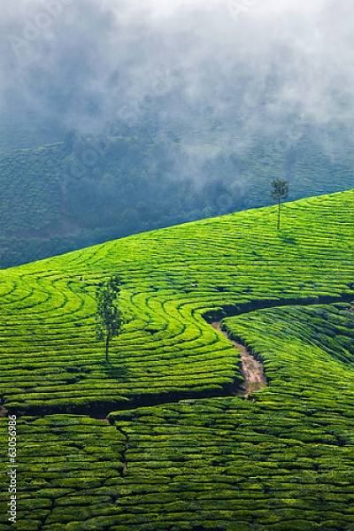 Постер  Зеленые чайные плантации, Муннар, Керала, Индия с типом исполнения На холсте без рамы