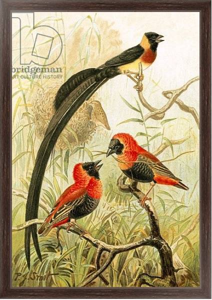 Постер Weaver Birds с типом исполнения На холсте в раме в багетной раме 221-02