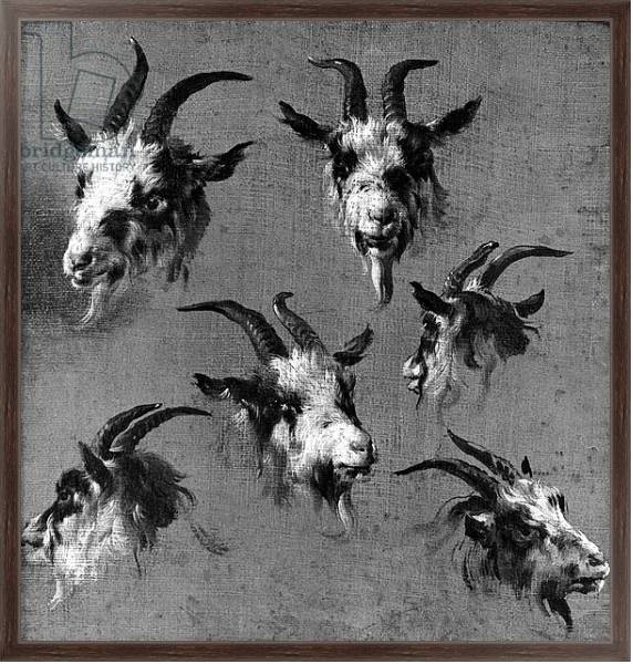 Постер Six studies of goat heads с типом исполнения На холсте в раме в багетной раме 221-02