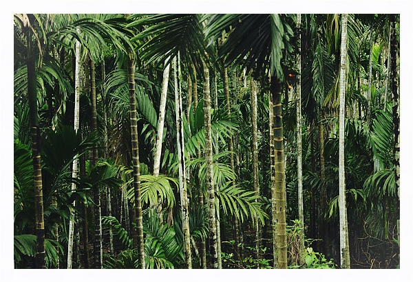 Постер Тропический бамбуковый лес с типом исполнения На холсте в раме в багетной раме 221-03