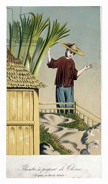 Постер Plante a Papier de Chine с типом исполнения На холсте в раме в багетной раме 221-03