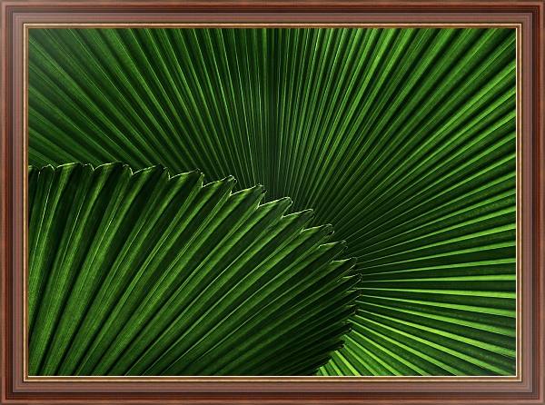 Постер Зеленый веер пальмовых листов с типом исполнения На холсте в раме в багетной раме 35-M719P-83