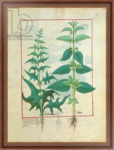 Постер Ms Fr. Fv VI #1 fol.156r Urticaceae Illustration from the 'Book of Simple Medicines' с типом исполнения На холсте в раме в багетной раме 35-M719P-83
