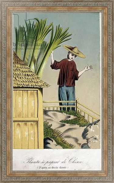 Постер Plante a Papier de Chine с типом исполнения На холсте в раме в багетной раме 484.M48.310