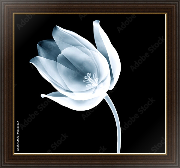 Постер Рентгеновское изображение тюльпана на черном с типом исполнения На холсте в раме в багетной раме 1.023.151