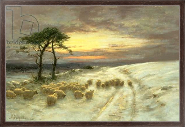 Постер Sheep in the Snow 1 с типом исполнения На холсте в раме в багетной раме 221-02