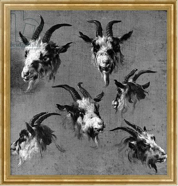 Постер Six studies of goat heads с типом исполнения На холсте в раме в багетной раме NA033.1.051