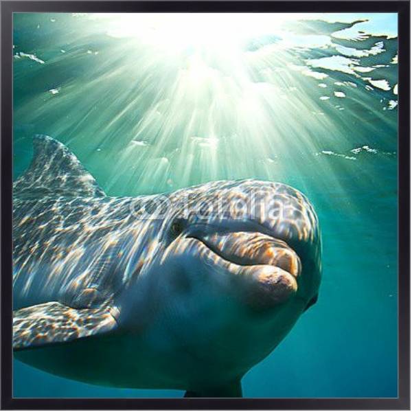 Постер Дельфин под водой с солнечными лучами с типом исполнения На холсте в раме в багетной раме 221-01