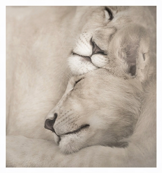 Постер Спящие львы с типом исполнения На холсте в раме в багетной раме 221-03
