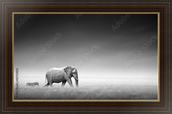 Постер Слон и зебра в ч/б с типом исполнения На холсте в раме в багетной раме 1.023.151