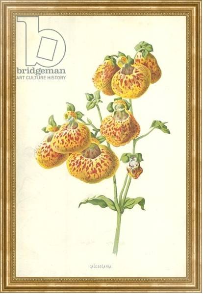 Постер Calceolaria с типом исполнения На холсте в раме в багетной раме NA033.1.051