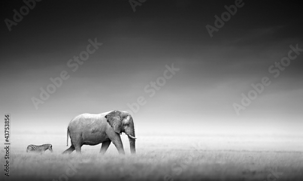 Постер Слон и зебра в ч/б с типом исполнения На холсте без рамы