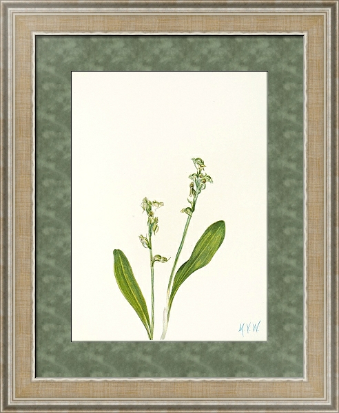Постер One-leaf Bog-orchid. с типом исполнения Акварель в раме в багетной раме 485.M40.584