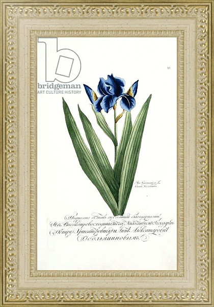 Постер Iris Germanica, 1797-1803 с типом исполнения Акварель в раме в багетной раме 484.M48.725