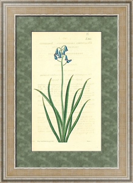 Постер Curtis Ботаника №63 1 с типом исполнения Акварель в раме в багетной раме 485.M40.584