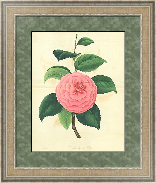 Постер Camellia Japonica Fordii с типом исполнения Акварель в раме в багетной раме 485.M40.584