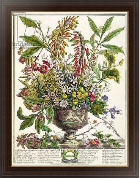 Постер January, from `Twelve Months of Flowers', by Robert Furber engraved by Henry Fletcher с типом исполнения На холсте в раме в багетной раме 1.023.151