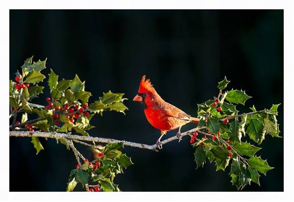 Постер Красная птица на ветке я красными ягодами с типом исполнения На холсте в раме в багетной раме 221-03