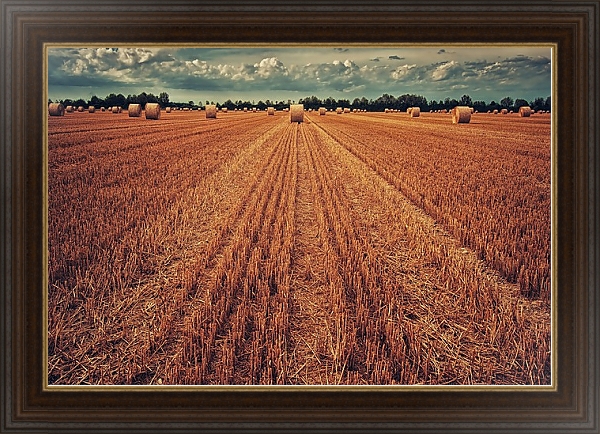 Постер Урожай пшеницы с типом исполнения На холсте в раме в багетной раме 1.023.151