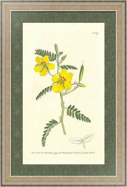 Постер Curtis Ботаника №32 1 с типом исполнения Акварель в раме в багетной раме 485.M40.584