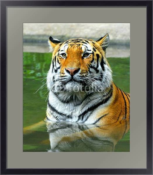 Постер Купание тигра с типом исполнения Под стеклом в багетной раме 221-01