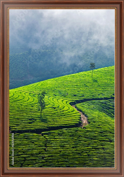 Постер  Зеленые чайные плантации, Муннар, Керала, Индия с типом исполнения На холсте в раме в багетной раме 35-M719P-83