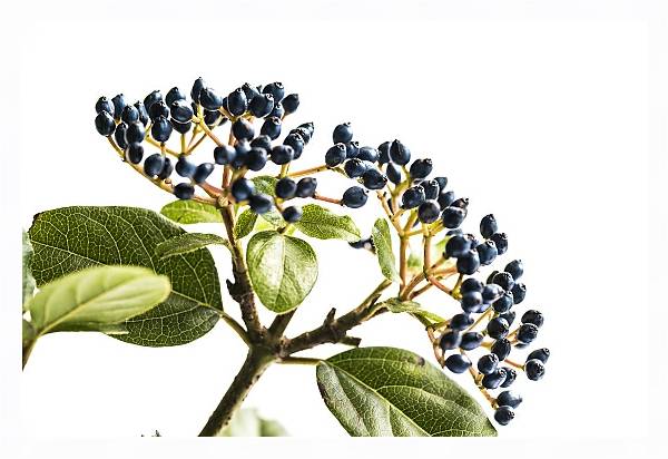 Постер Веточка синих ягод с типом исполнения На холсте в раме в багетной раме 221-03