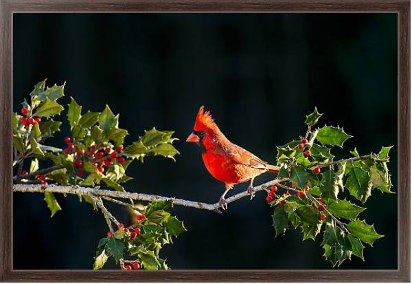 Постер Красная птица на ветке я красными ягодами с типом исполнения На холсте в раме в багетной раме 221-02