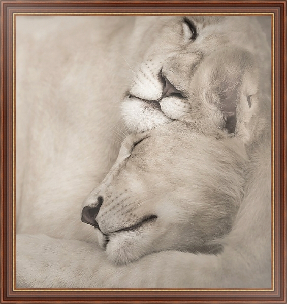 Постер Спящие львы с типом исполнения На холсте в раме в багетной раме 35-M719P-83