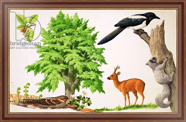 Постер The Beech Tree с типом исполнения На холсте в раме в багетной раме 35-M719P-83